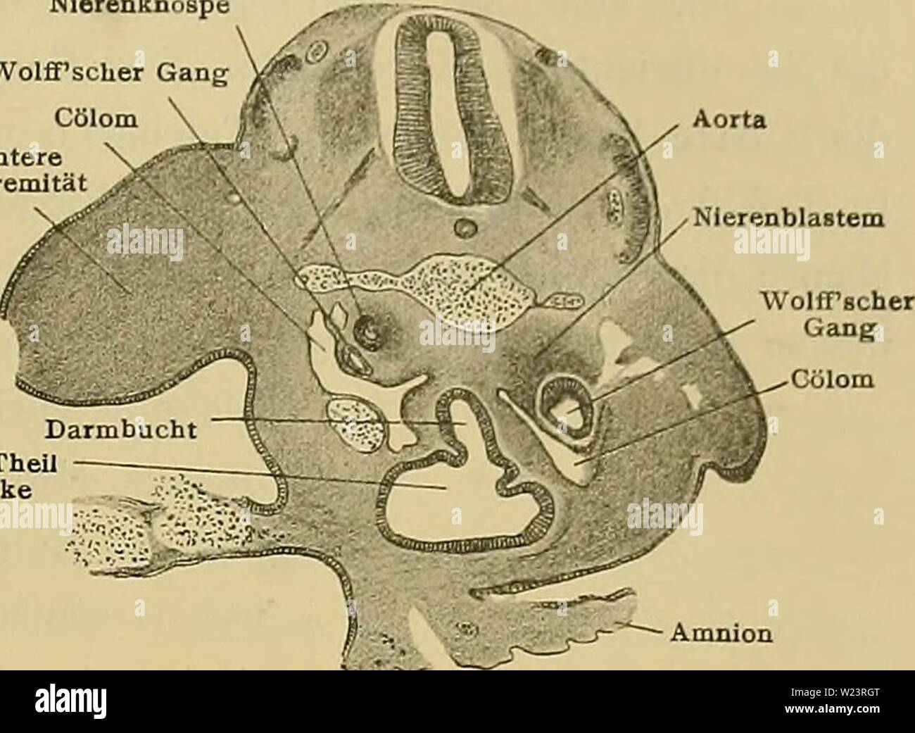 Image d'archive à partir de la page 180 d'Medicinisch-Naturwissenschaftlichen Denkschriften der Gesellschaft zu. Denkschriften der Medicinisch-Naturwissenschaftlichen denkschriftender Gesellschaft zu Jena62medi Année : 1879 Fig. 24. Darmbucht Darmbuch fc aorte, ventraler Theii Kloake NierenblaBtem der. Fig. 23. Darmbucht aorte 'X - ventraler Kloake WolfTscher Theil der Nu Gang ..., :•/ Wolff- Xs ? Hintere gangs Wcf Extremität Fig. 21. Querschnitt durch die Lebergegend des em- bryo 41. Vergr. 50 : 1. Fig. 22-24. Schnitte durch die Gegend der hinteren Extremitäten und der von Kloake 41 embryons. Vergr. 50 : Banque D'Images