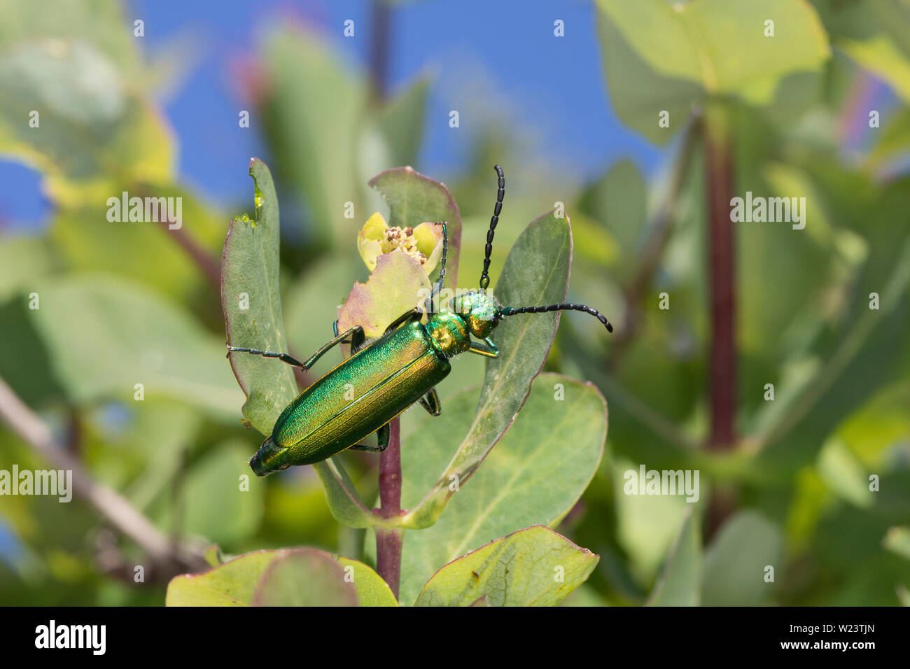 Spanische Fliege, Lytta vesicatoria, Cantharis vesicatoria, Spanish Fly, blister beetle, La cantharide officinale, Ölkäfer, Meloidae, méloés Banque D'Images