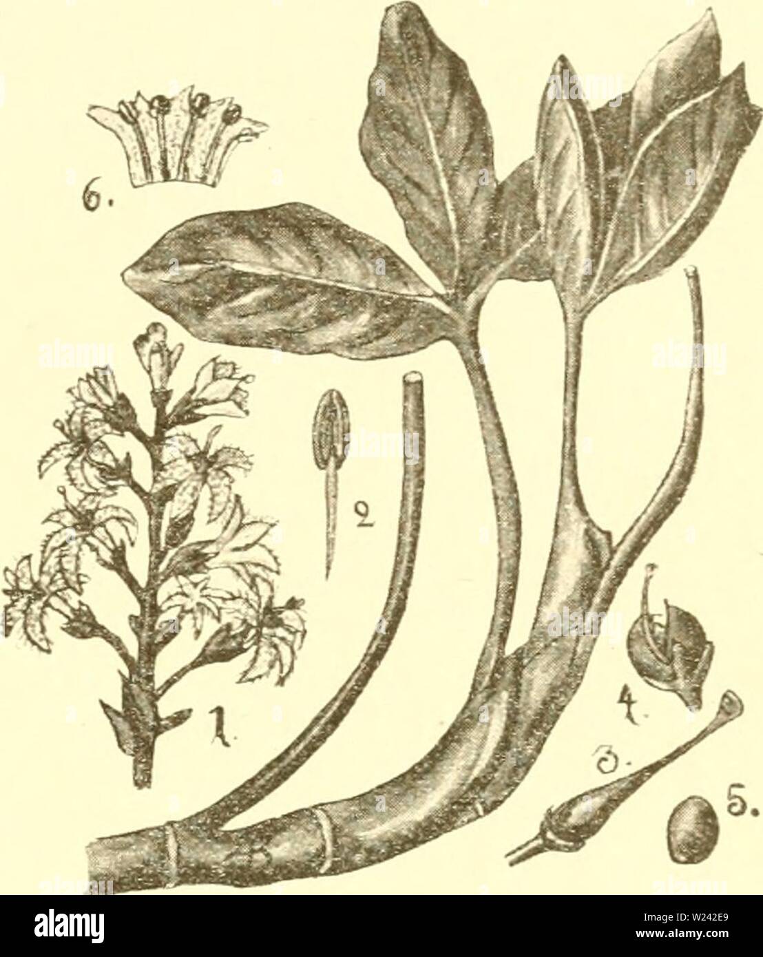 Image d'archive à partir de la page 198 du Süsswasser-Aquarium Das Geschichte, Flora. Süsswasser-Aquarium Das Geschichte : flore, faune des Süsswasser-Aquariums und seine, Anlage und Pflege dasssswasseraq00bade Année : 1898 Glitten bejitcli oiiifteücn 185 fein t'ann. Unter folgen Umftänben finbet et) ein Öffnen ber SÖlütenpforie ftatt nid)t ; e§ üommt gefcfytoffenen Iüte dans ber 33jur Autogamie, SSorridjtungen burtf, unb bie) rüeterje§ung eine ®reu l)ätte üelt roerben er tonnen, treten nierjt Birffctmfeit derartiges dans 2. geigt firf) nod) bei sßflanjen oerfdfrtebenften Stanborte bie bie, bemobnen aÜe, aber Banque D'Images