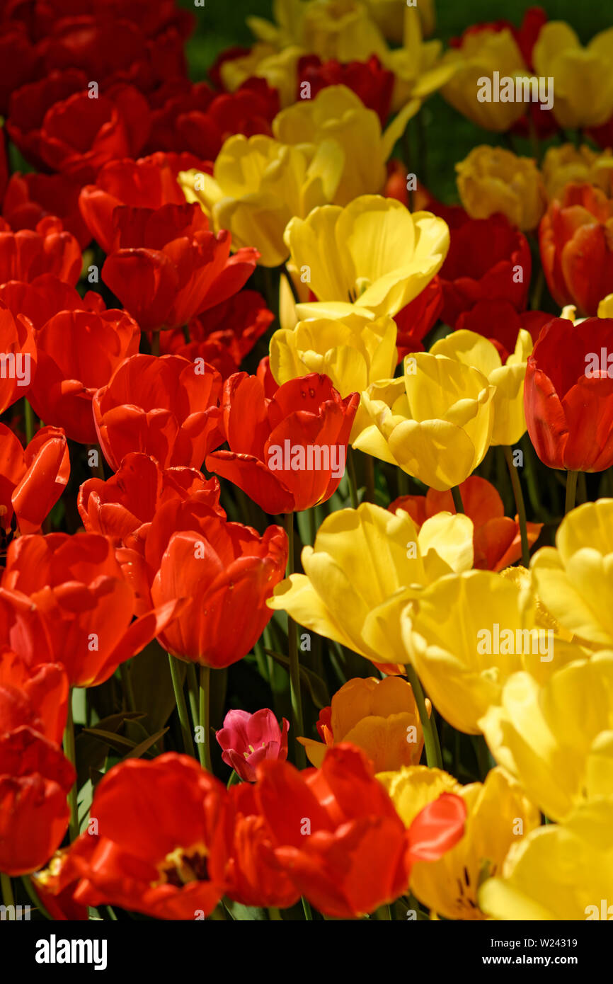 Beaucoup de rouge et jaune doré sur lit de fleurs tulipes Banque D'Images
