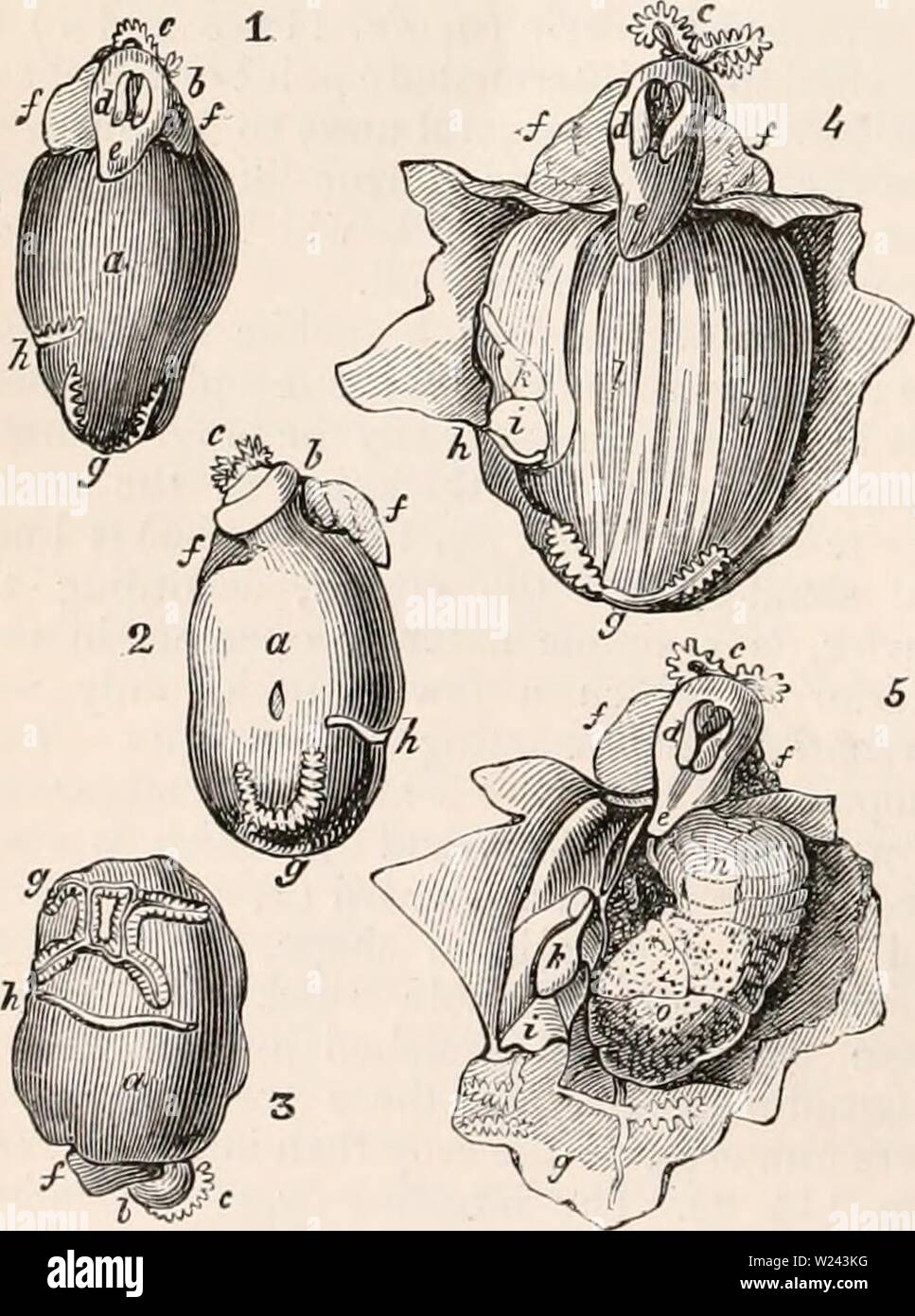 Image d'archive à partir de la page 201 de la cyclopaedia d'anatomie et de Banque D'Images