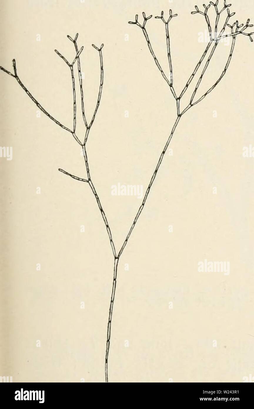 Image d'archive à partir de la page 202 de Dansk botanisk arkiv (1913-1981). Dansk botanisk arkiv danskbotaniskark03dans Année : 1913-1981 F. Borgesen : Rhodophyceae du Danish W. Indies. 195 Sainte Croix : Judith plaqués (sur Turbinaria trialata) et un autre- ment de recueillir la même île sans connaître exactement la localité (sur Zonaria lobata). Geogr. Distrib. : Antilles, Mer Rouge, Océan Indien, le Japon, etc. 2. Lamx Jania adhaerens. Lamouroux, I. C. F., Histoire des polypiers coralligénes flexibl. vulg. nommés Zoophytes, Caen, 1816, p. 270. Areschoug, J. E., dans J. Agardh, Spec. Alg., vol. II, p. 559, pars 2. Kü Banque D'Images