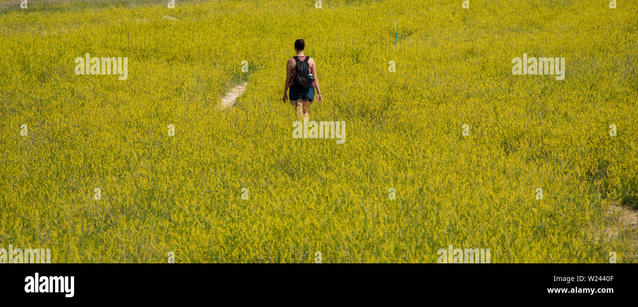Randonnée dans une prairie de fleurs jaunes Banque D'Images