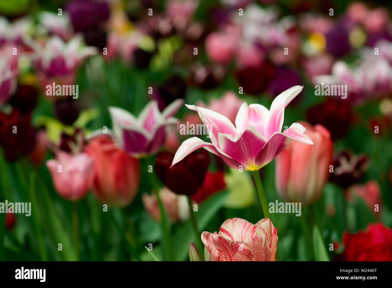 Tulipe rose sur lit de fleur, de portée limitée, beau bokeh Banque D'Images