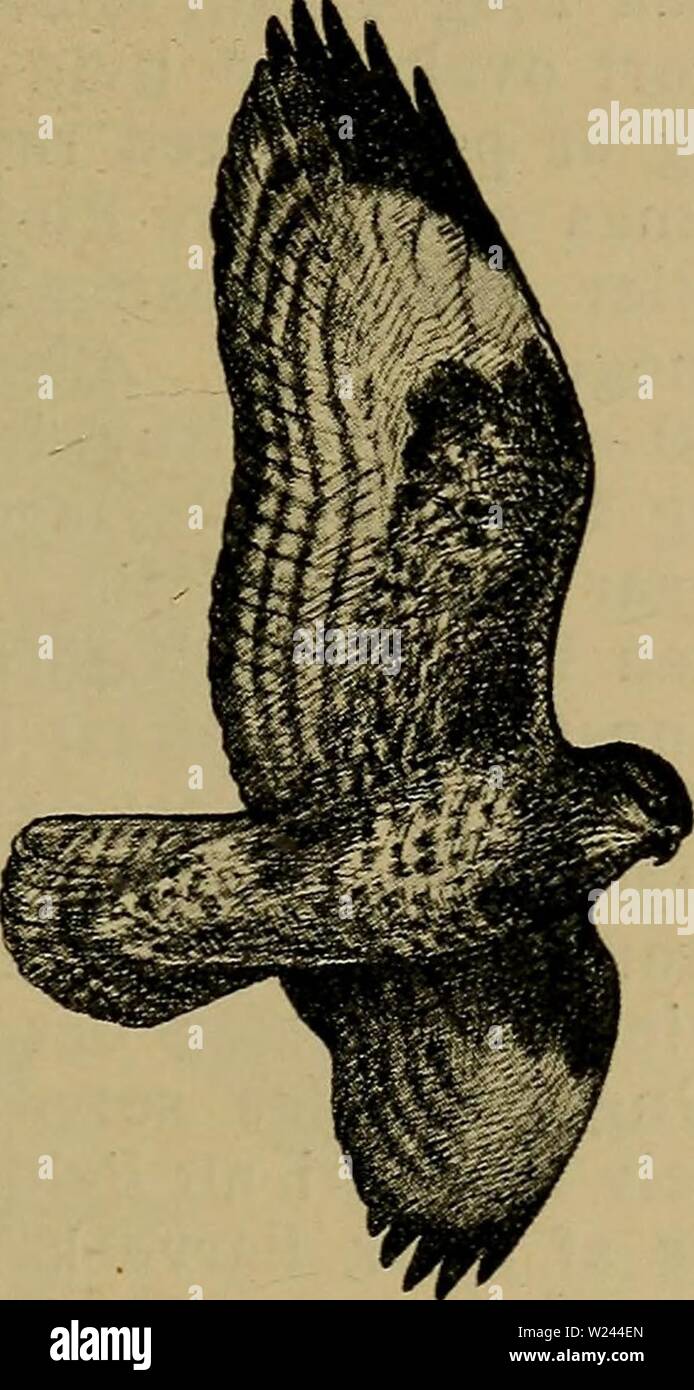 Image d'archive à partir de la page 204 de la faune ; illustrerede haandbøger plus. Illustrerede haandbøger la faune ; plus de den danske dyreverden danmarksfaunaill..39dans Année : 1907 201 (Buteo buteo) asien helt ud jusqu'Atlanterhavets Kyster, eller Vest pour en Linie fra Norrland i Sverige ned til Konstantinopel. Sagelig Traekfugl- Hoved, je alt Fald je de nordlige bredningsomraadet- Ud af Dele. Fra Grønland, Island og ikke den Faerøerne kendes. Je Angleterre og Skotland ruger den des places in alminde ret- gal, men er allerede Irlande j'udryddet 1880 og 1890 at. I Norge er den almindelig je de lavere l Banque D'Images