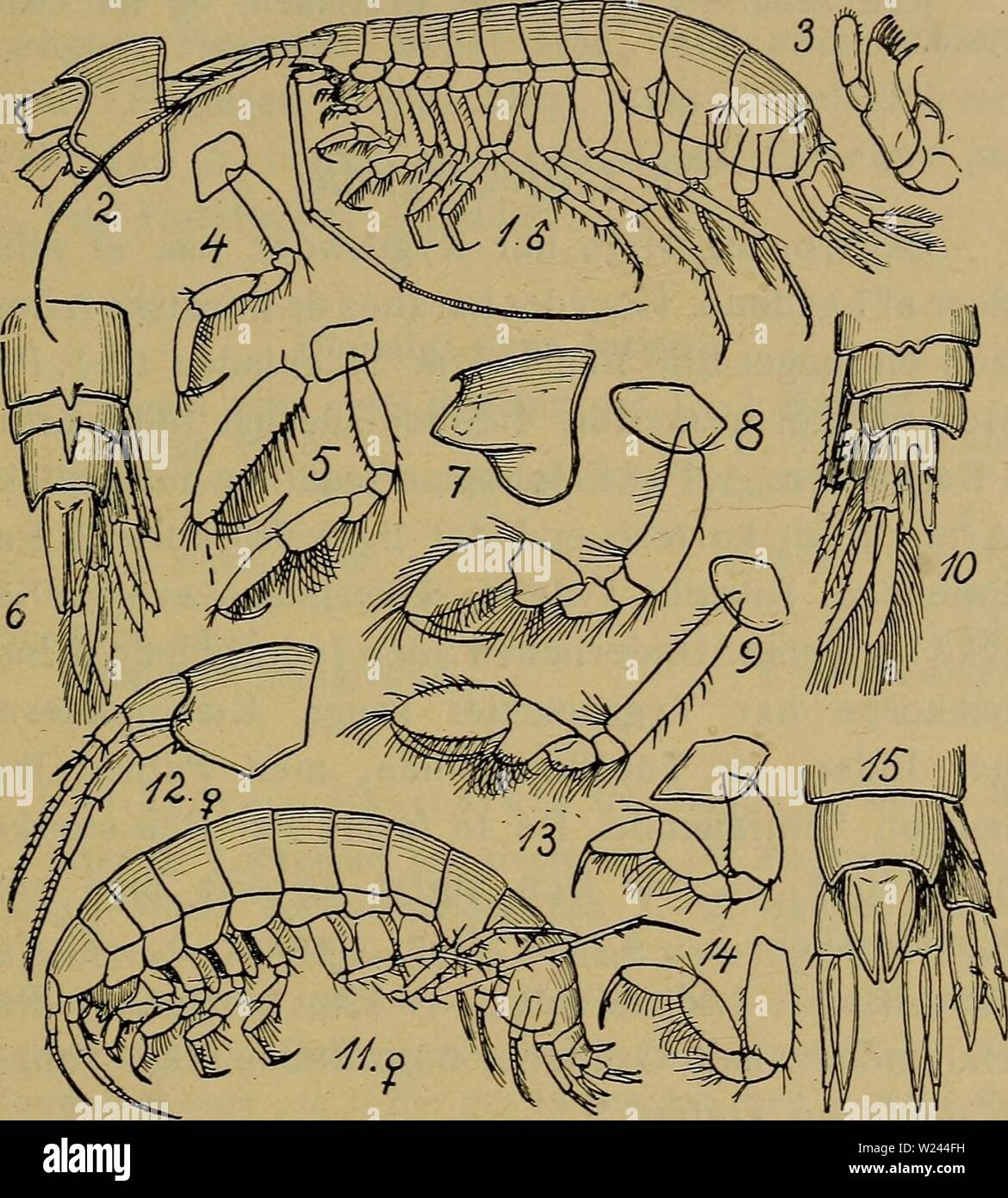 Image d'archive à partir de la page 204 de la faune ; illustrerede haandbøger plus. Illustrerede haandbøger la faune ; plus de den danske dyreverden danmarksfaunaill..32dans l'Année : 1907 1991. Pardaliscélla Boéckii (Malm) (Fig. 40, 11 - 15). Kendes ved de ovenfor naevnte Karakterer. Ukendt couleur. Laengde 4 mm. Fig. 40. 1-6 : Halice abyssi (Hoved, 1. Par Kaeber, 1. et 2. Par Ben, Hale). - 7-10 : Nicippe tumida (Hoved, 1. et 2. Par Ben, Hale).- 11 Pardaliscélla Boeckii - 15 : (1, Hoved. og 2. Par Ben, Hale). Kendes kun fra Skagerak (fra Haugesund j SV. Norge til Bohusian, ca. 200 m). Ved Danmark er den Banque D'Images