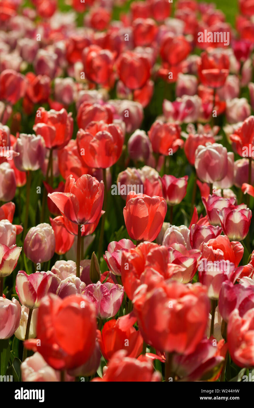 Beaucoup de tulipes sur lit de fleur, beau temps Banque D'Images