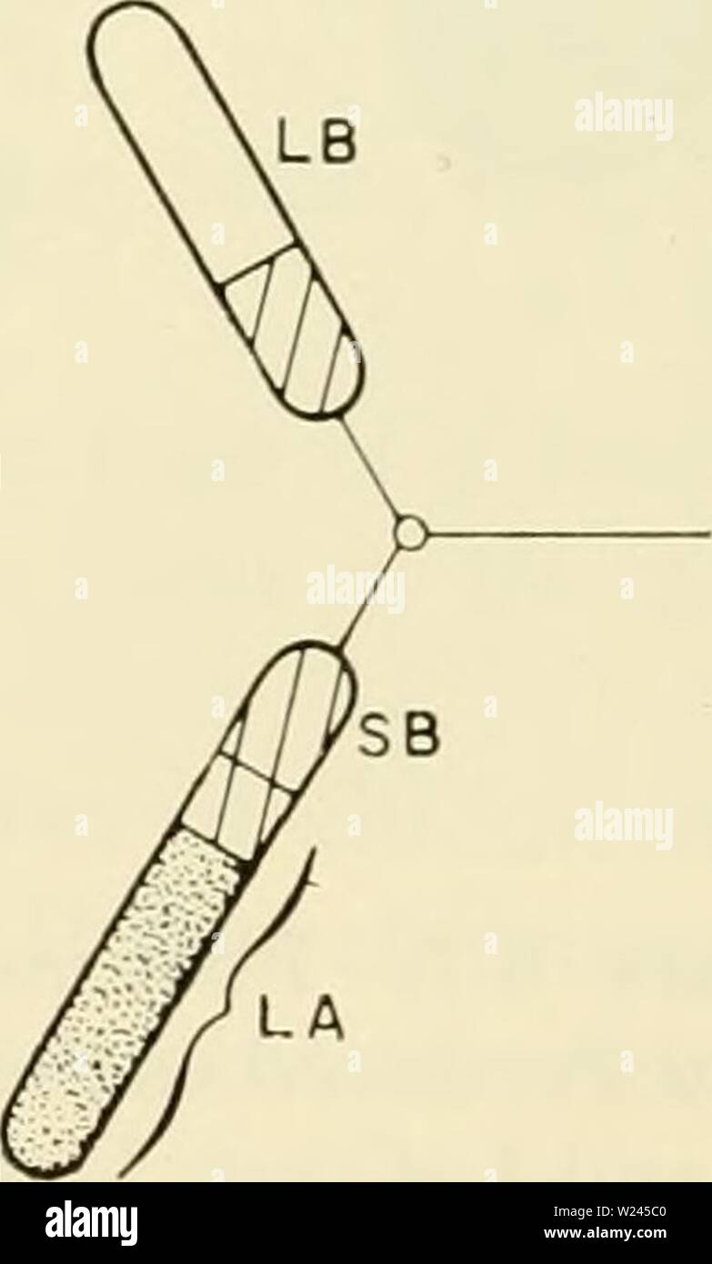 Image d'archive à partir de la page 207 de la cytologie (1961). La