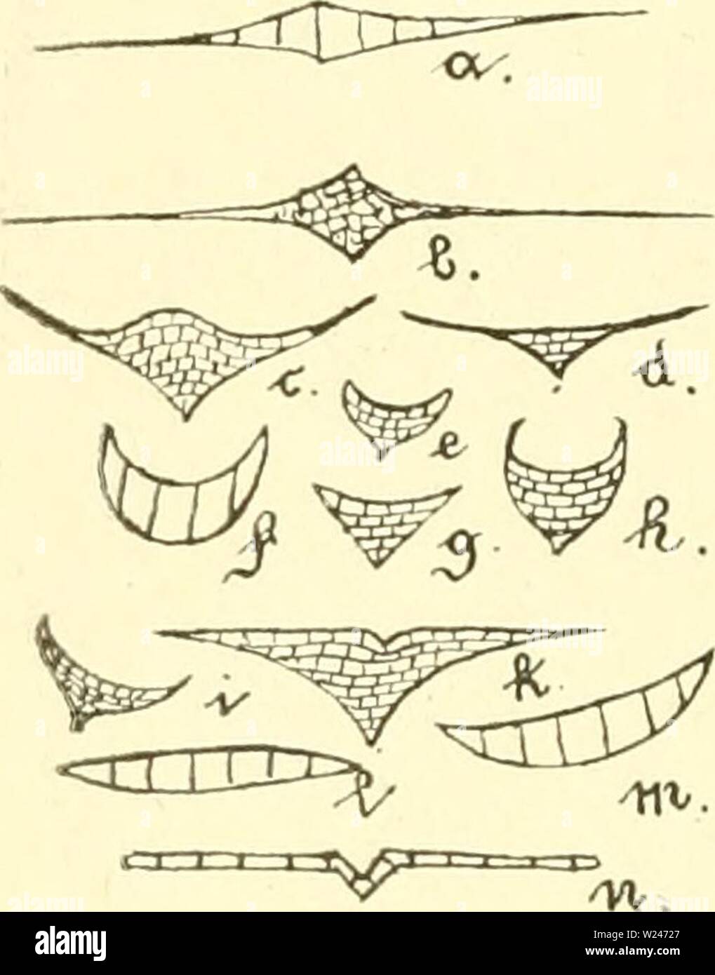 Image d'archive à partir de la page 211 d'Süsswasser-Aquarium Das Geschichte, Flora. Süsswasser-Aquarium Das Geschichte : flore, faune des Süsswasser-Aquariums und seine, Anlage und Pflege dasssswasseraq00bade Année : 1898 H>8 igur 108. Querfdjnitte SSfätter djttfgeroäcrjfe bind) ber. a. djroertlilie, b. .Stalntno, c. d. k. Stfttger gelfolben, e. i. Sötumenbinfe, f. Srfimal blätteriger- tfd €)foiben, g. h. (Sinfadjer qdlolben, 1. m. Tettbtatteriger iifdi fotben3S, n. 28albbinfe. ober länger mangé bat- .'pültbiatt fann fein. Tique Srieldjen cfjen Strjt ber'finb raub, bie, Terfblättd rofibraxtn)cn, suis 9r Banque D'Images