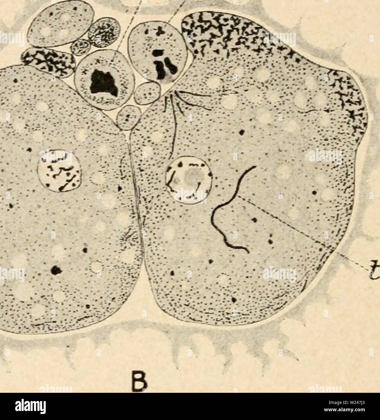 Image d'archive à partir de la page 213 de la cytologie, avec référence spéciale à Banque D'Images
