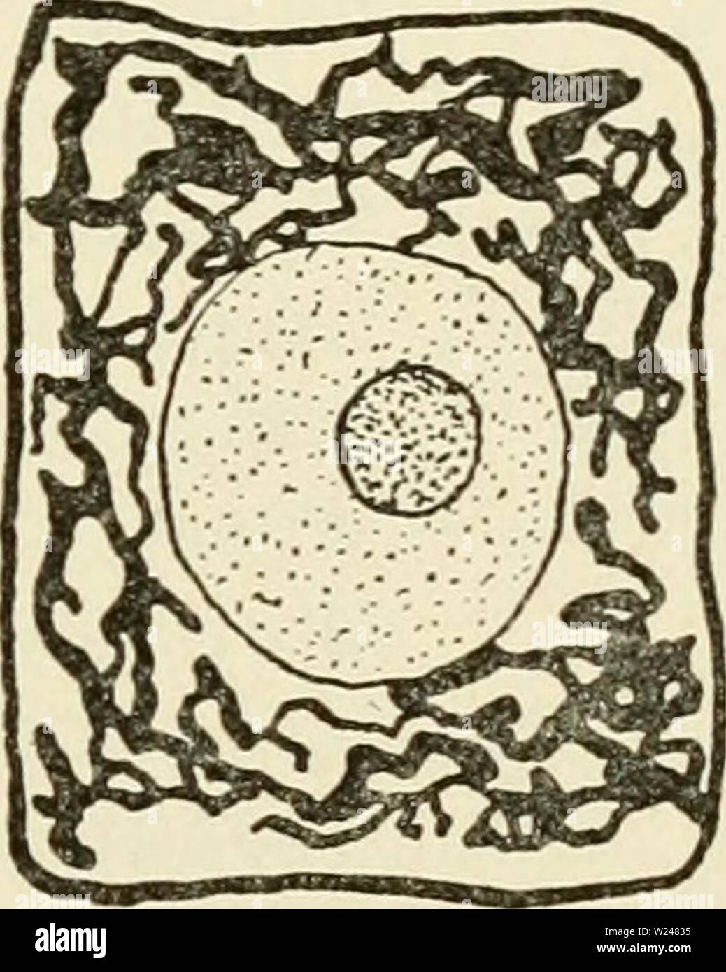 Image d'archive à partir de la page 214 du cytoplasme de l'usine. Le cytoplasme de la cellule végétale cytoplasmofplant00guil Année : 1941 Ce que nous avons observé dans les cellules de la plante, sous condi- tions aussi précis que possible, nous amène à penser que le soi-disant forma- tions de Golgi observés en cytologie animale n'ont pas été bien caractérisés. En effet, ils ont été observés le plus souvent par l'utilisation de méthodes spécifiques de loin sans avoir recours à d'autres techniques et sans confirmation de la matière vivante. Notre recherche sur les cellules de la plante semble indiquer que l'appareil de Golgi (appareil de Golgi, Holmgre Banque D'Images