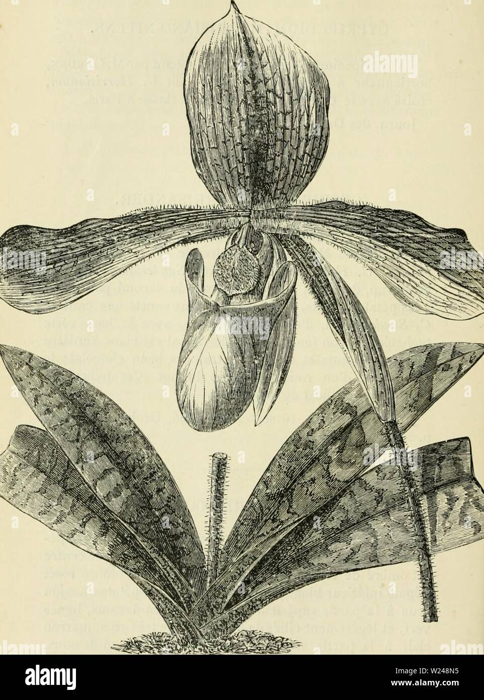 Image d'archive à partir de la page 217 de Cypripedium, Selenipedium & Uropedium Monographie. Cypripedium, Selenipedium & Uropedium. Monographie comprenant la description de toutes les espèces, variétés et hybrides en vigueur jusqu'à ce jour cypripediumselen00desb Année : Selenipedium - 212 - Cypripedium Harrisianum. Banque D'Images