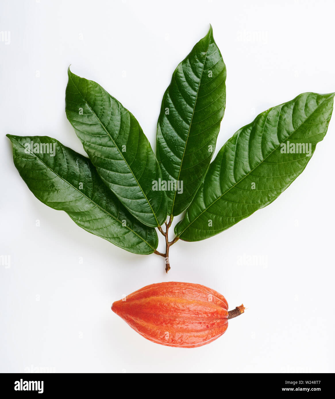 Gousse de cacao et de la direction générale de l'arbre vert isolé sur fond blanc Banque D'Images Gousse de cacao et de la direction générale de l'arbre vert isolé sur fond blanc Banque D'Images