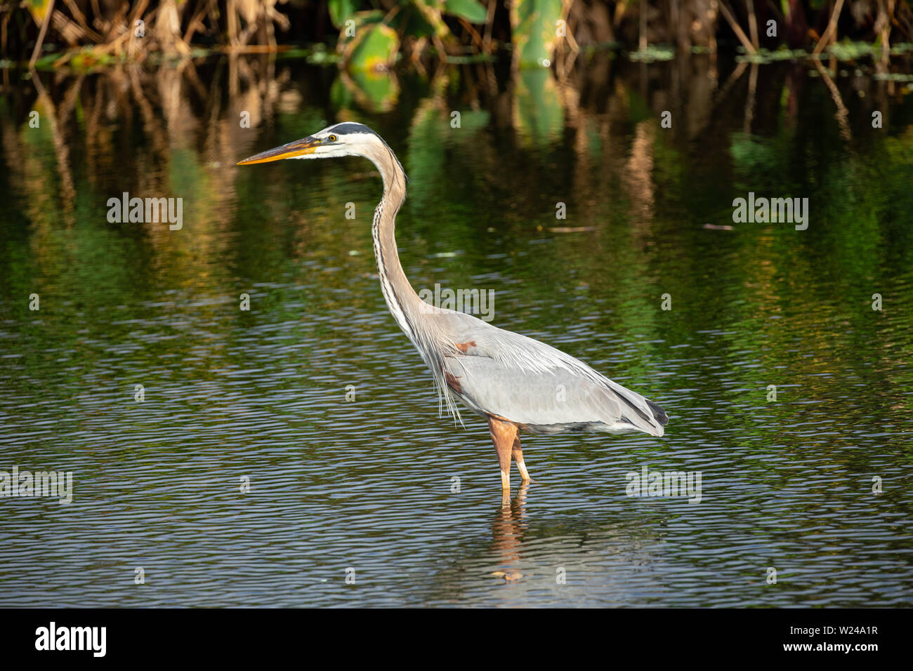 Grand héron oiseau. Crane dans les marais de Floride. USA. Banque D'Images Grand héron oiseau. Crane dans les marais de Floride. USA. Banque D'Images