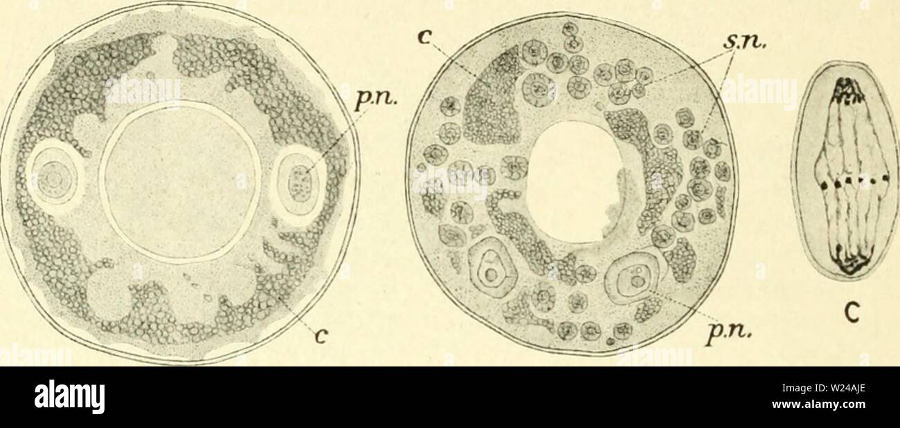 Image d'archive à partir de la page 223 de la cytologie, avec référence spéciale à. La cytologie, avec référence spéciale à l'agaruoft cytologywithspec noyau métazoaires00Année : 1920 208 massés cytologie en un ' ' net chromidial qui forme un anneau autour du bord de la cellule. L'Arcella donc maintenant composé d'une cellule à deux noyaux (noyaux primaires) et d'un chromidial net. À certains stades de l'histoire de vie des noyaux secondaires sont formées en grand nombre hors de la chromidial net, par l'agrégation des chromidia en petites masses. Ces noyaux secondaires se multiplient par mitose et, en définitive, peut donner lieu Banque D'Images