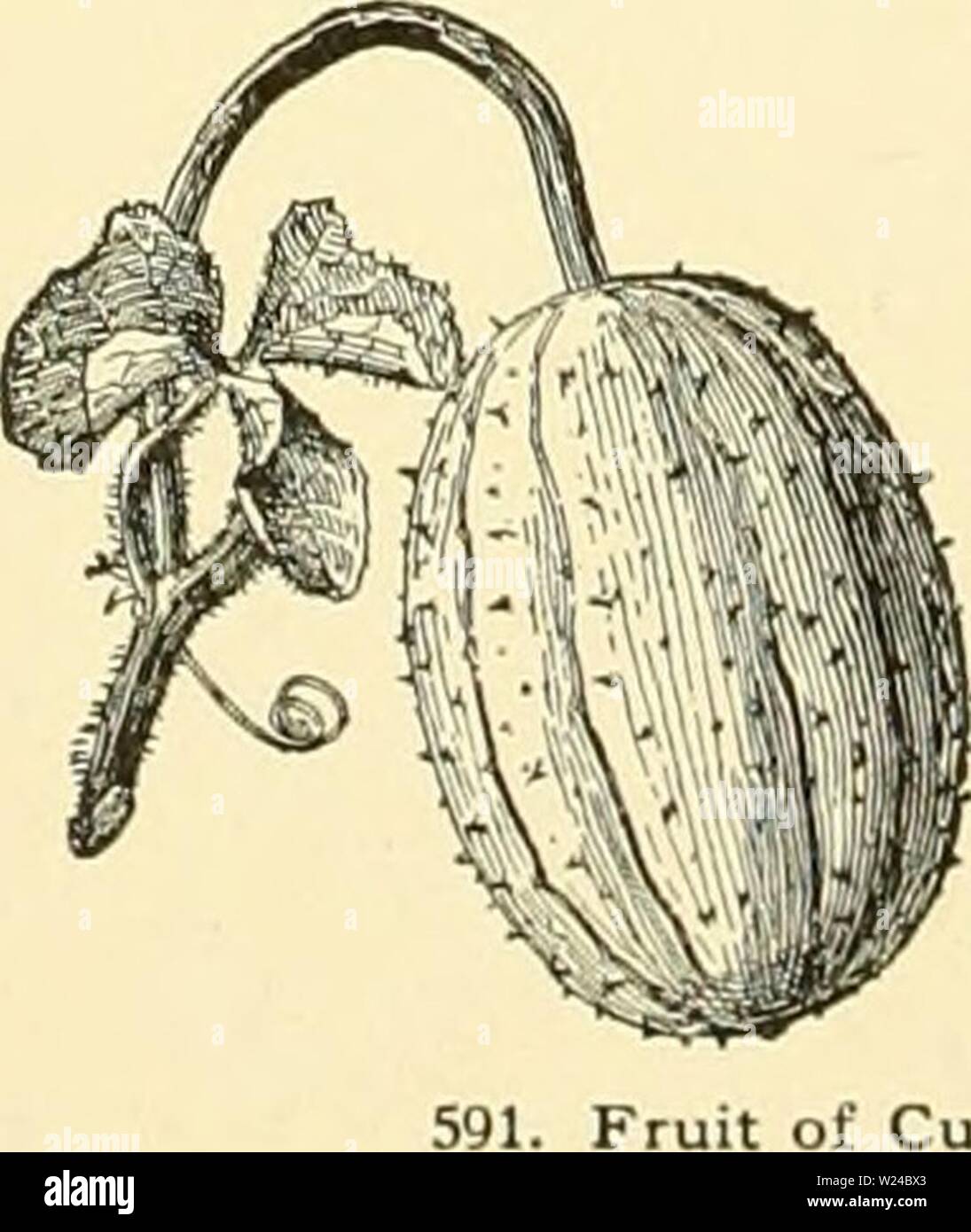 Image d'archive à partir de la page 227 de la Cyclopaedia of American horticulture, comprenant. Cyclopedia of American horticulture, comprenant des suggestions pour la culture de plantes horticoles, les descriptions des espèces de fruits, légumes, fleurs et plantes ornementales vendues aux États-Unis et au Canada, ainsi que des notes biographiques et géographiques, et d'un synopsis du règne végétal cyclopediaofamer02bail Année : 1906 A. Fr. {spiitij lisse pas maturUy tubcrcnlate) ni à. MIo, Linn. (C. Momdrdica, Roxb. C., utillssimus Roxb.). Le Melon. Md.. skmelon Fig. 586, 587. Long-run- ning, velues, Banque D'Images