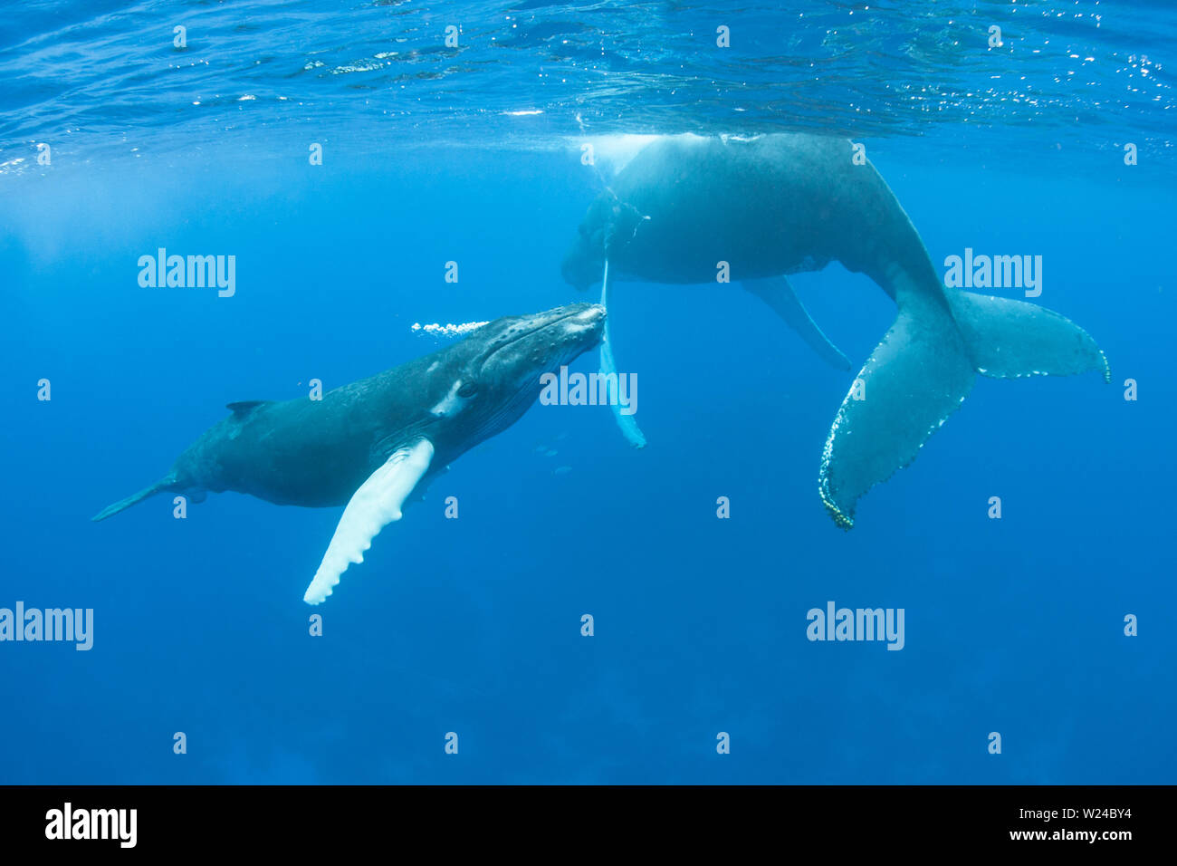 Mère et son petit rorqual à bosse, Megaptera novaeangliae, nager dans le bleu, soleil, eaux de la mer des Caraïbes. Banque D'Images