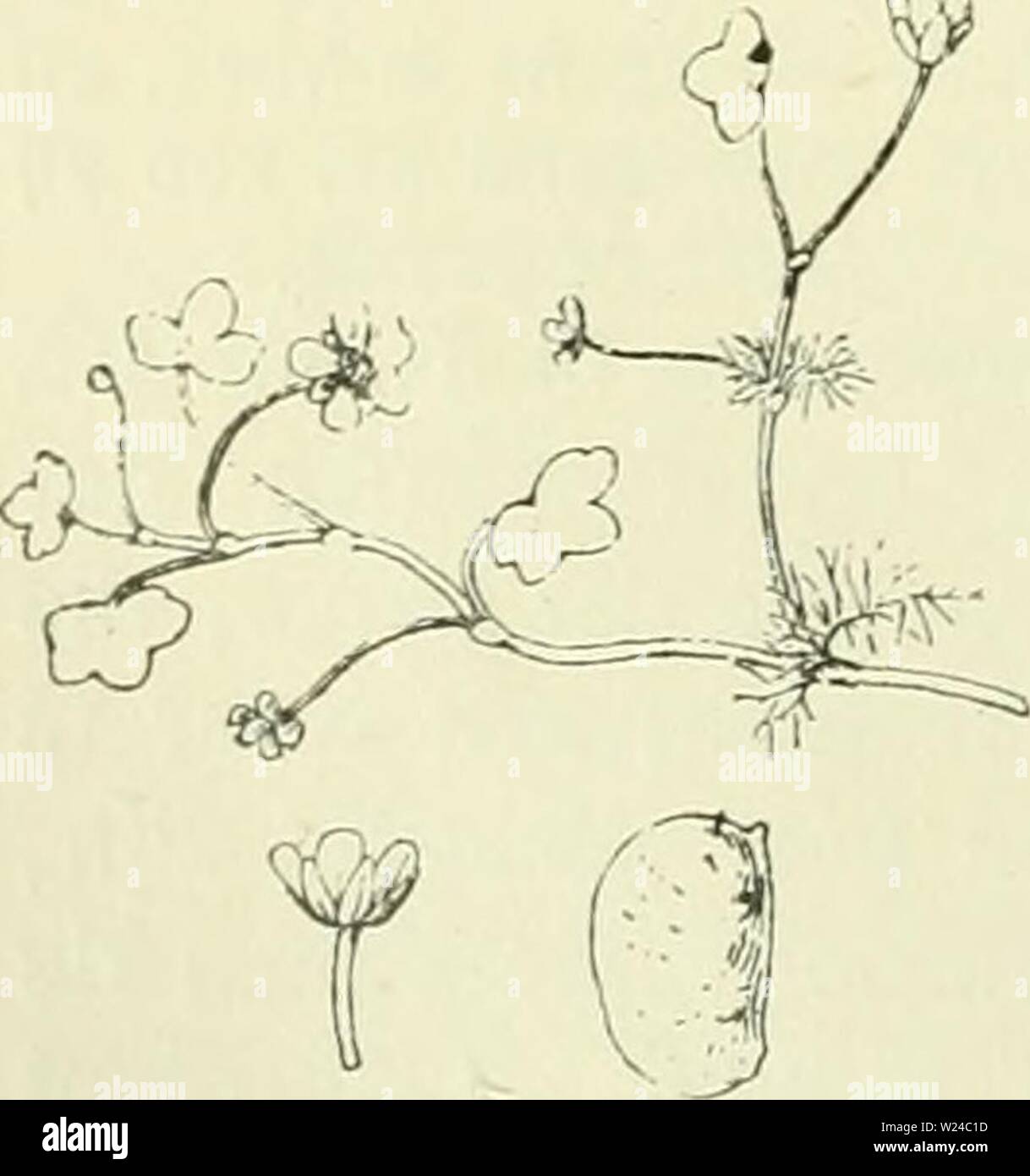 Image d'archive à partir de la page 227 de De flora van Nederland (1909-11). De flora van Nederland defloravannederl02heuk Année : 1909-11. Batrachinm fluitans Fig. -230. Batrachium hololeucum Fig. 231. Voorkomen en Europa fr dans Nederland. Cette soort komt in a general sense dans Midden- Europa verspreid voor de allerlei wateren. Ook bij ons wordt zij algemeen aangetroffen en , dans de duinen, laagveen rivierklei en op. B. fluitans ) Lmk. Vlottende waterranon- kel (fig. 230). Voorkomen en Europa fr dans Nederland. Dans stroomende zij komt een groot wateren deel van Europa voor. Ons en terre est zij zeldzaam gevonden , il Banque D'Images