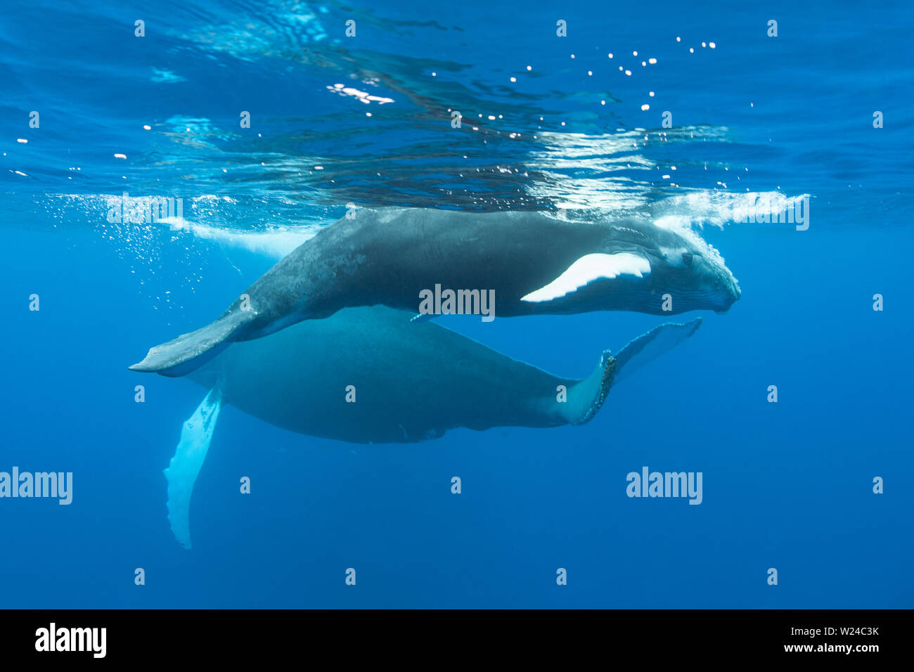 Mère et son petit rorqual à bosse, Megaptera novaeangliae, nager dans le bleu, soleil, eaux de la mer des Caraïbes. Banque D'Images