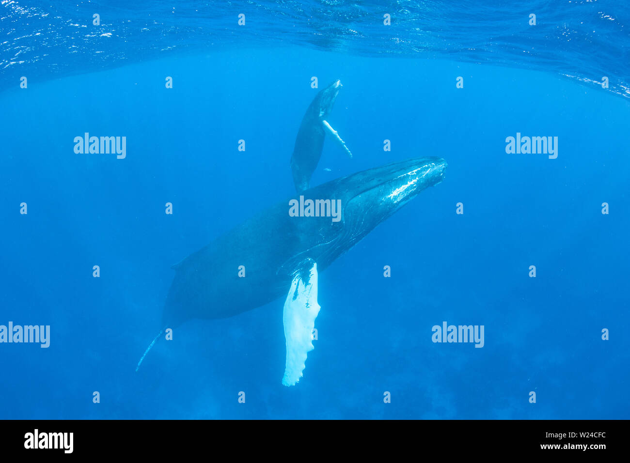 Mère et son petit rorqual à bosse, Megaptera novaeangliae, nager dans le bleu, soleil, eaux de la mer des Caraïbes. Banque D'Images