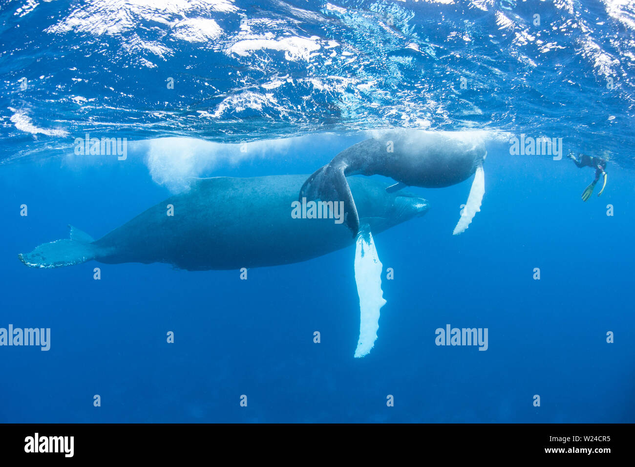 Mère et son petit rorqual à bosse, Megaptera novaeangliae, nager dans le bleu, soleil, eaux de la mer des Caraïbes. Banque D'Images