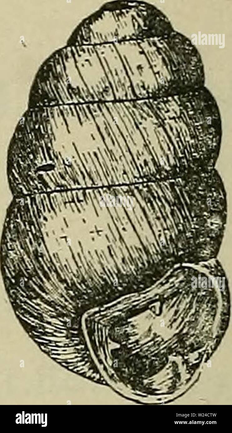 Image d'archive à partir de la page 229 de la faune ; illustrerede haandbøger plus. Illustrerede haandbøger la faune ; plus de den danske dyreverden danmarksfaunaill..54dans Année : 1907 Fig. 2. Lilljeborgi Vertigo. Fig. 3. Ronnebyensls Vertigo. 12 12 X. Yderrand bredere X. fladere Nakkefure og og ; Mundingen har kun 4-5 Taender (Vg, Ag, Gg og G5 eventuelt likaledes B). Højden 2 mm. Bredden 1,3 mm. Denne, Art der kendes fra Sverige, Norge, Finlande, Rus- land og Irland, er i Danmark kun fundet ved Skernaa. 4. C. ronnebyénsis Westerlund. Skallen aflang aegformet stribet gulbrun fint,,, naesten uden gland. 5-5 Banque D'Images