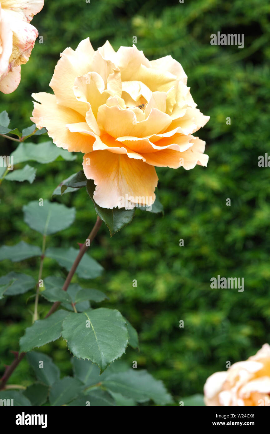 Rosa chinensis, jacq peach rose Banque D'Images