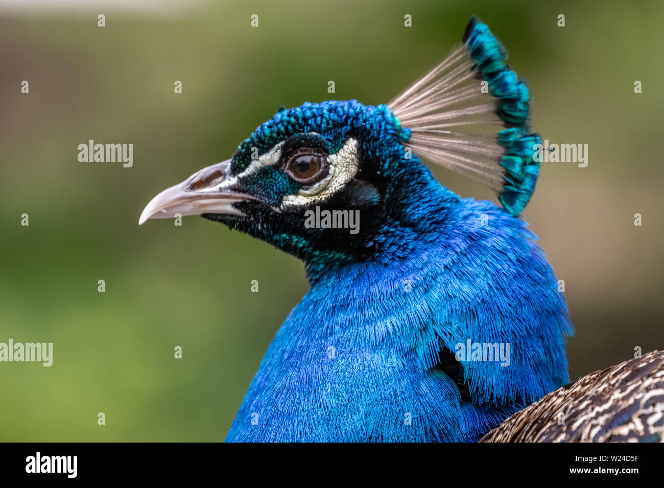 Pavo cristatus paon indien (portrait) Banque D'Images