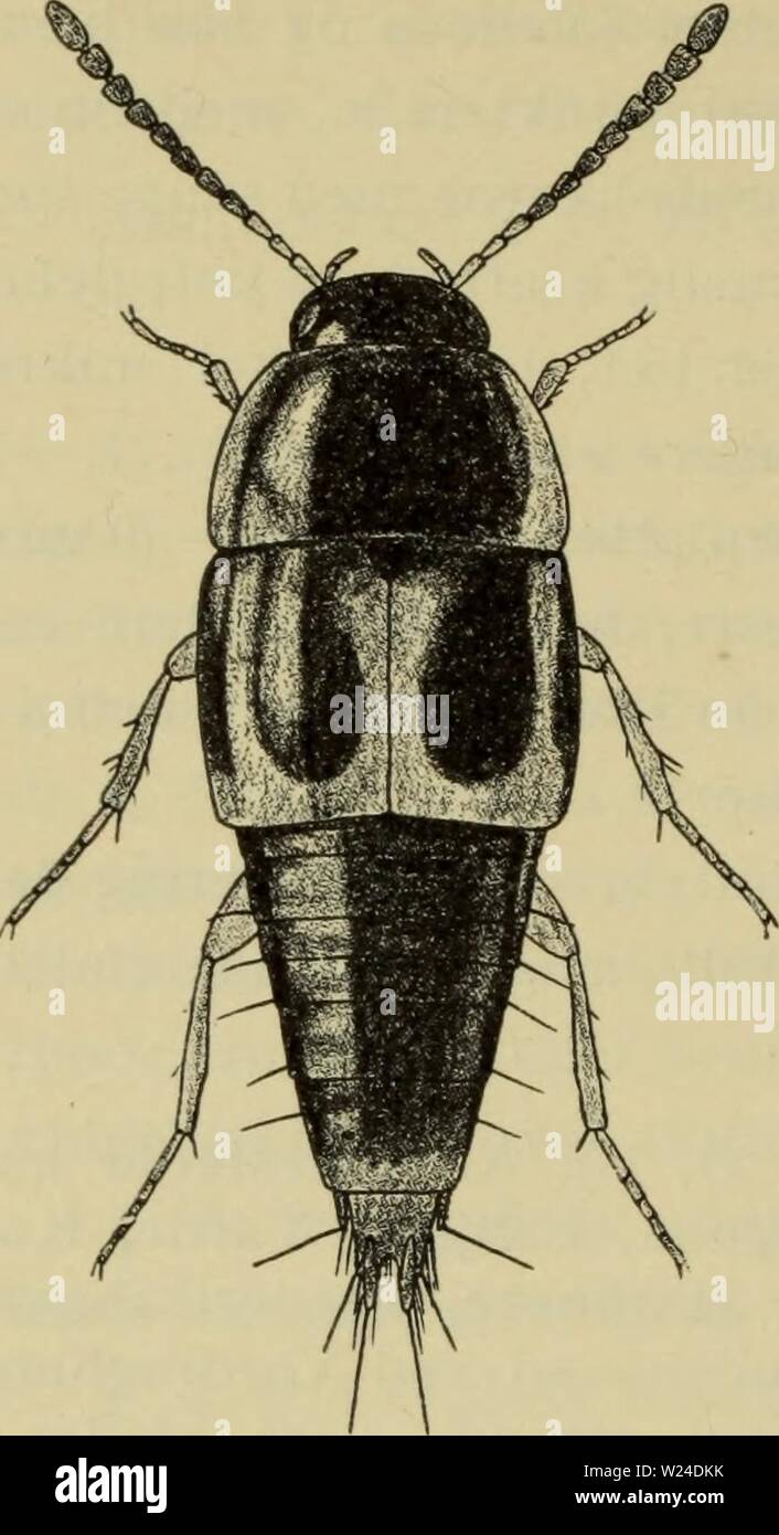 Image d'archive à partir de la page 231 de la faune ; illustrerede haandbøger plus. Illustrerede haandbøger la faune ; plus de den danske dyreverden danmarksfaunaill..58dans Année : 1907 228 Fig. 95. Sil- Leiicoparyphiis phoides S. x 12. punktur tvaer, liniet mikroskulptur- fm. Vingedaek punkterede- kerne yderst fmt, synlig mikroskulp uden hommes- tur. Bagkroppens sider og spid med udstående børstehår, lange. Laengde 3-4 mm. (J og 9 : 6. rygled dybe frie ved 5 indskaeringer delt i 6 lange taender ; hos (J er taenderne kor- tere fin hos, isaer de $ à la mi- terste den midterste idet, ind- skaering ikk Banque D'Images