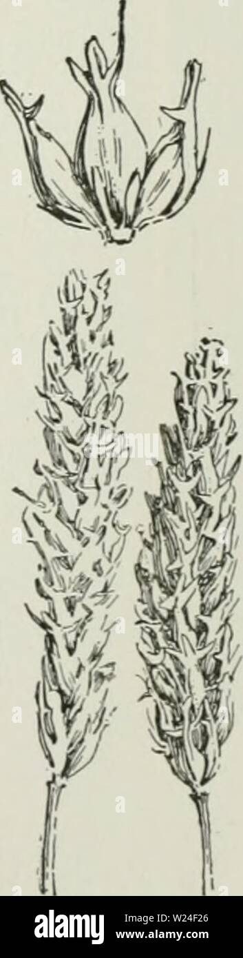 Image d'archive à partir de la page 236 de la Cyclopaedia de cultures agricoles . Cyclopedia de cultures agricoles : une étude des cultures populaires et des méthodes de récolte aux États-Unis et Canada Année bailuoft cyclopediaoffarm00 : 1922, c1907 Fig. 291. Chevalier français bar- ley, un à deux rangs standard va- riety. J'lipiied hordes inférieur pour montrer .irraiigeiueiit de ker- nels d'un côté et les bords. Un jointof trois épillets t du rachis, un tic caractéristiques communes à l'orge à six rangs, pas con- tinuously sur la même terre. AVhen le maïs est l'une des récoltes, une bonne rotation est le maïs sur des terres que l'année avait été dans le foin ou pas Banque D'Images