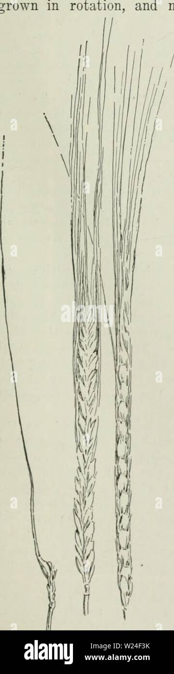 Image d'archive à partir de la page 236 de la Cyclopaedia de cultures agricoles . Cyclopedia de cultures agricoles : une étude des cultures populaires et des méthodes de récolte aux États-Unis et Canada Année bailuoft cyclopediaoffarm00 : 1922, c1907 cultivé Fig. 291. Chevalier français bar- ley, un à deux rangs standard va- riety. J'lipiied hordes inférieur pour montrer .irraiigeiueiit de ker- nels d'un côté et les bords. Un jointof trois épillets t du rachis, un tic caractéristiques communes à l'orge à six rangs, pas con- tinuously sur la même terre. AVhen le maïs est l'une des récoltes, une bonne rotation est le maïs sur des terres que l'année avait été en h Banque D'Images
