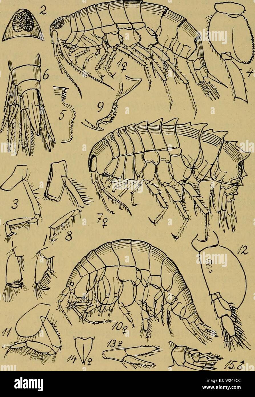 Image d'archive à partir de la page 237 de la faune ; illustrerede haandbøger plus. Illustrerede haandbøger la faune ; plus de den danske dyreverden danmarksfaunaill..32dans Année : 1907 232 N. Udbredt fra Norge til Skagerak, ca. 300-700 m. Ved Danmark 3 ligheten je Gange Skagerak (den ene piste endog ca. 25. Ekspl), 525-660 m. Fig. 47. 1-6 : Syrrhoé crenulata (Hoved set fra le dos, 1. Par Ben, 4. første af Led 7. Par Ben, 3. Bagkropsled, Hale). - 7 - 9 : Syrrhoites serrata (1. Par Ben, 3. Bagkropsled). - 10-15 : Ar- hamatipes gissa (1. et 7. Par Ben, 3. Halefod Haleplade og $ af af, Hale c ?). Banque D'Images