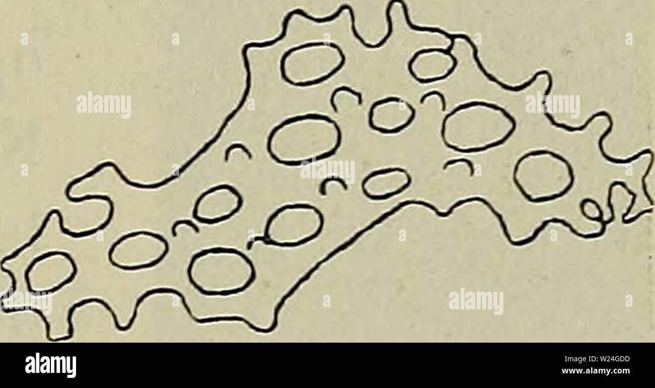 Image d'archive à partir de la page 240 de la faune ; illustrerede haandbøger plus. Illustrerede haandbøger la faune ; plus de den danske dyreverden danmarksfaunaill..27dans Année : 1907  = Fig. 116. a. Kalklegemer Krophuden Pseudocucumis fra af mixta, définissez fra fra og four cela (efter Østergren) ; b. Kalklegemer taklerne 10 fra- Pseudocuc af. mixta, ''/i ; c. Kalklegemer Tentaklerne Phyllophorus fra af pellucidus, '°/i. Arten er ikke hidtil Farvande kendt fra danske, men vil efter al Sandsynlighed findes der. Den er udbredt fra Norge (Molde) og franske Atlanterhavs Faerøerne til de- Kyster. Dybde-U Banque D'Images