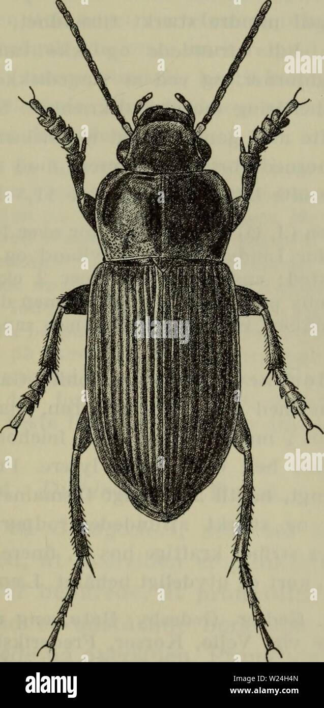 Image d'archive à partir de la page 242 de la faune ; illustrerede haandbøger plus. Illustrerede haandbøger la faune ; plus de den danske dyreverden danmarksfaunaill..76dans Année : 1907 fremspringende rodpartiet punkteret 239,. Med Vingedaekkerne dybe striber, spidspartiet siderne og fmt, utydeligt behåret og kort. Laengde 10,5-11,5 mm. Ret almindelig (J, 0, B) ; den lysbenede varietet sjaeld er- nere, hommes forekommer hyppigt bl. a. j'Esbjergegnen. L'avant- traekker fugtig åben, ikke pour dyrket bund ; også på jord. Talrigst j maj-juni. Fig. 85. Anisodactylus binotatus . x 5. 2. A. nemorivagus Duft. Adski Banque D'Images