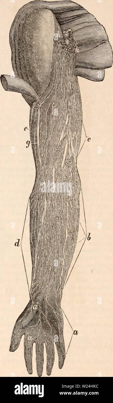 Image d'archive à partir de la page 243 de la cyclopaedia d'anatomie et de Banque D'Images