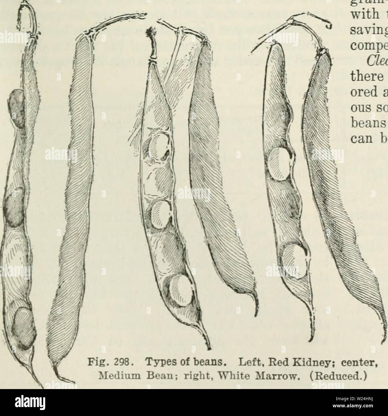 Image d'archive à partir de la page 244 de la Cyclopaedia de cultures agricoles . Cyclopedia de cultures agricoles : une étude des cultures populaires et des méthodes de récolte aux États-Unis et Canada Année bailuoft cyclopediaoffarm00 : 1922, c1907 peut-être pour un jour, les grappes sont sous tension et ainsi de Fig. 298. Types de haricots. Gauche, Red Kidney Bean, moyenne ; Centre ; à droite, Wliite moelle. (Réduit.) demande que trois lignes, que vers la gauche par l'extracteur, sont faits en un seul, en laissant un espace entre les rangées de traverser avec les chariots. Si les conditions météorologiques restent de séchage, ils deviennent aptes à l'élaboration et le stockage dans les étables sans plus tourner ; b Banque D'Images