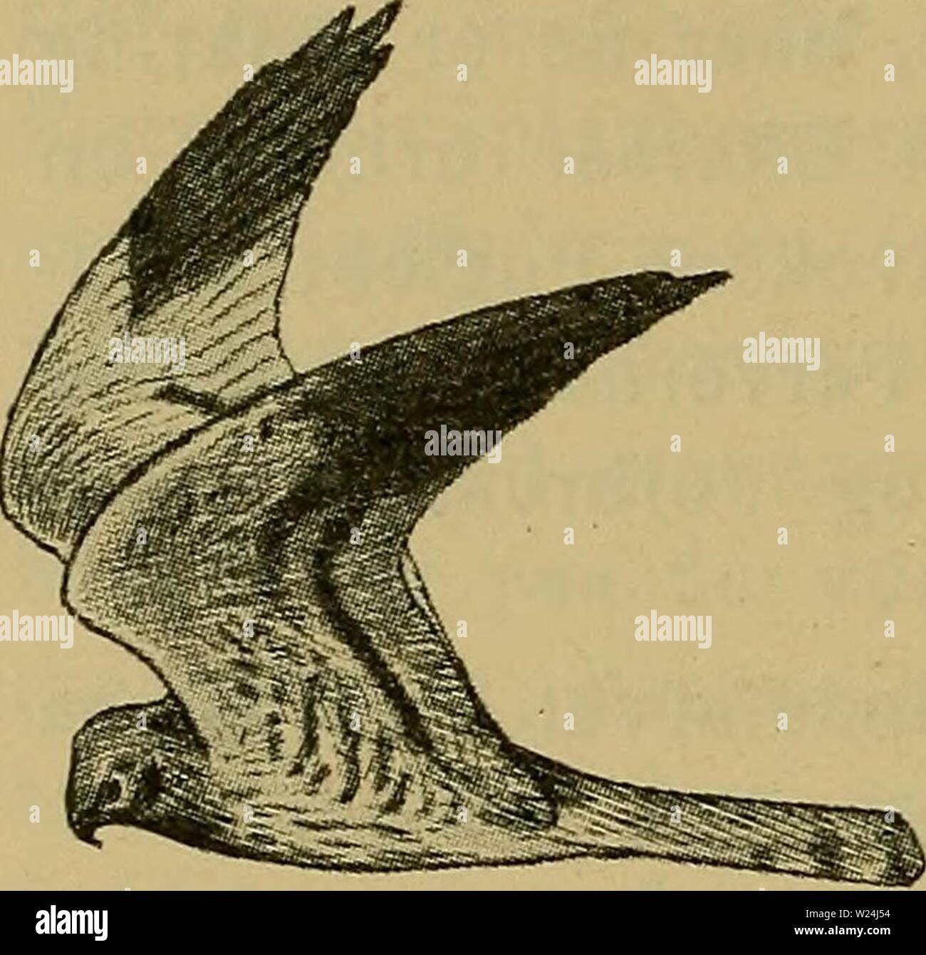 Image d'archive à partir de la page 245 de la faune ; illustrerede haandbøger plus. Illustrerede haandbøger la faune ; plus de den danske dyreverden danmarksfaunaill..39dans Année : 1907 (Circus pygargus) 242 terre eller Skotland, kun kendes som en tilfael- dig Gaest. I Norge har den kun vist sig en piste vous pouvez facilement ; i Sverige kendtes ogsaa den tidligere kun som en sjaelden Gaest, hommes er i 1923 fundet rugende je Kvismaren. Je Nord- yngler Allemagne den adskillige bon marché. I Danmark findes Enghøgen nu ret almindeligt yng- légende je Vest- Midt-Jylland og og kendes som rugende og- asa fra og Vendsyssel, Læsø Banque D'Images