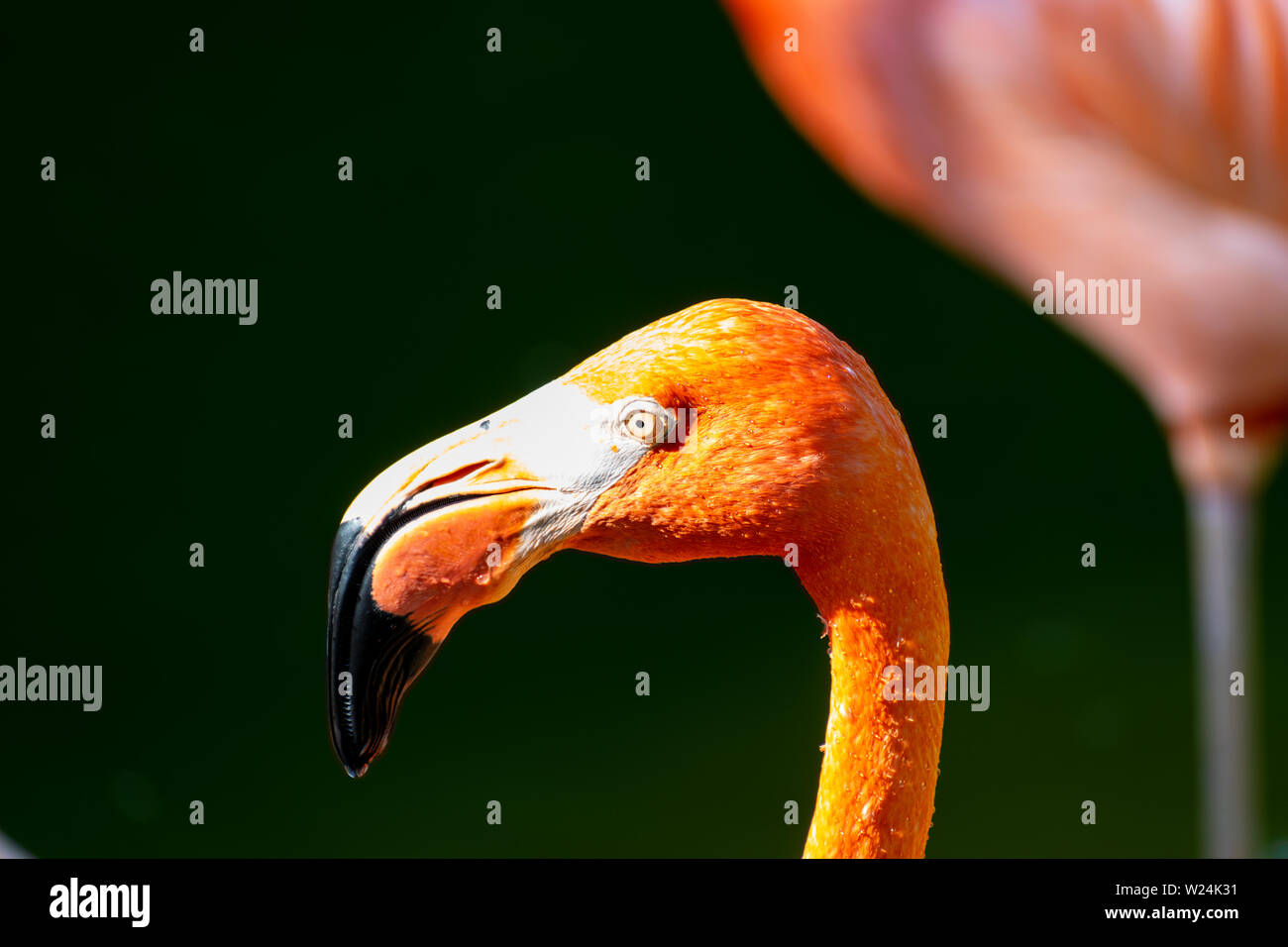 Un flamingo's Tête et cou en plein soleil avec de l'eau gouttes visibles sur l'oiseau Banque D'Images