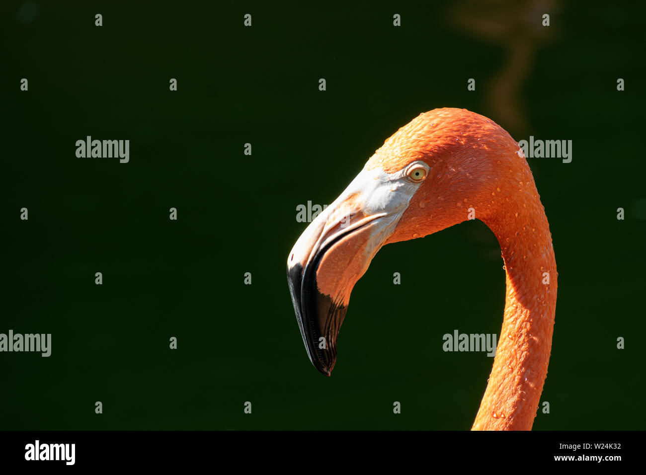 Un flamingo's Tête et cou en plein soleil avec de l'eau gouttes visibles sur l'oiseau Banque D'Images