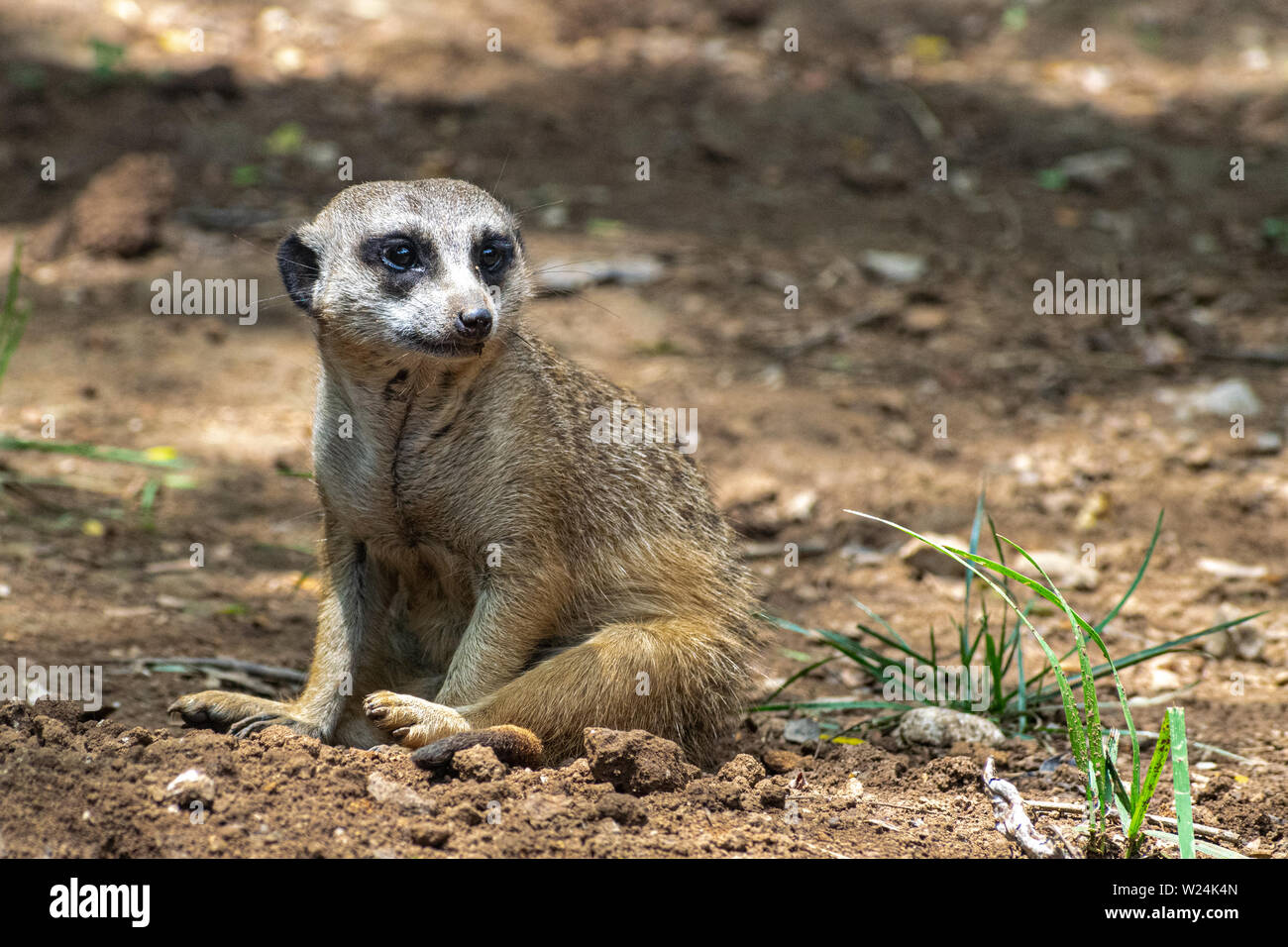 Une captive meerkat regarder avec méfiance l'intérieur de l'enceinte du zoo. Banque D'Images