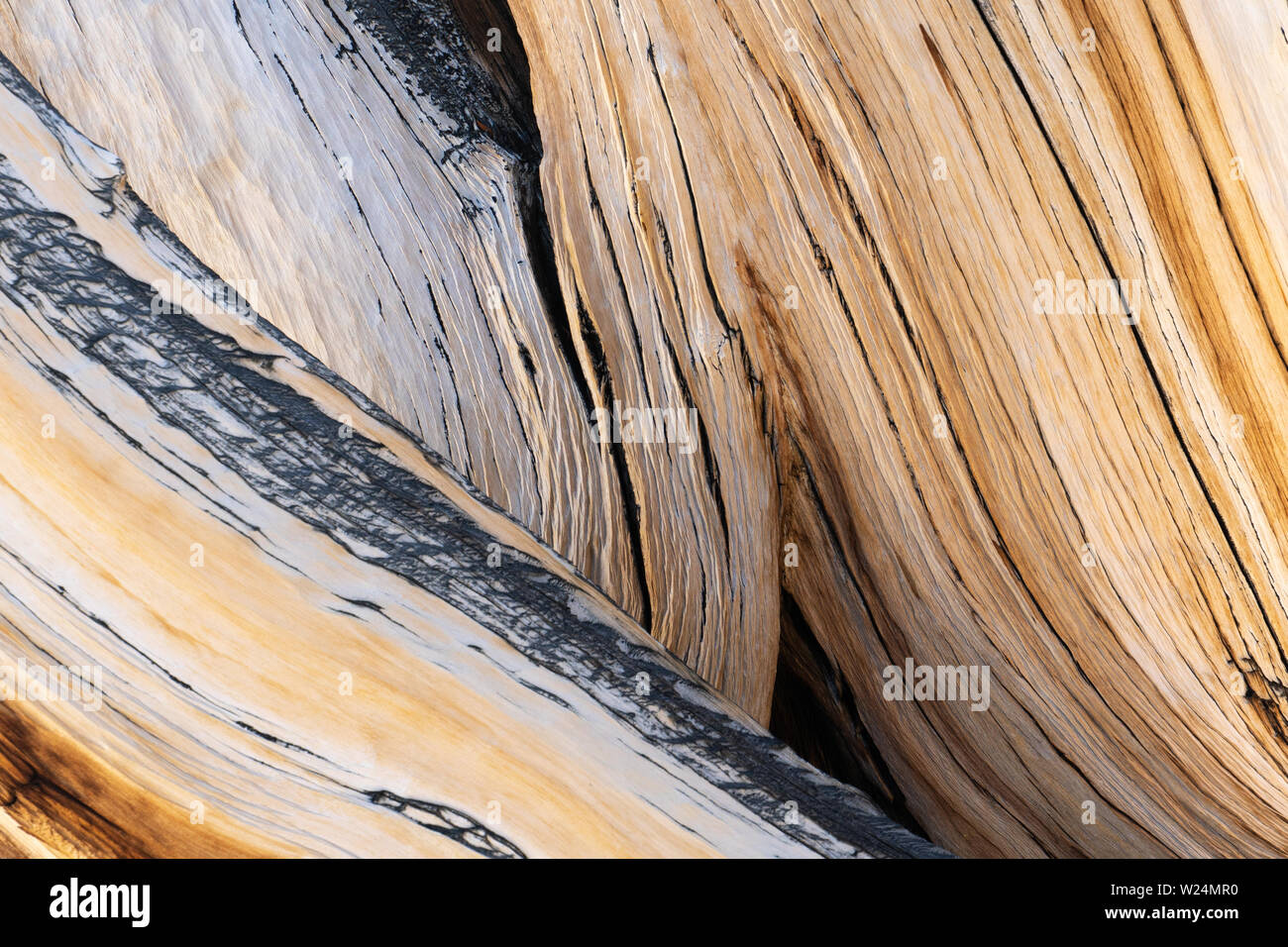 Vue détaillée de Bristlecone Pine (Pinus longaeva) bois, Montagnes Blanches, en Californie. Banque D'Images