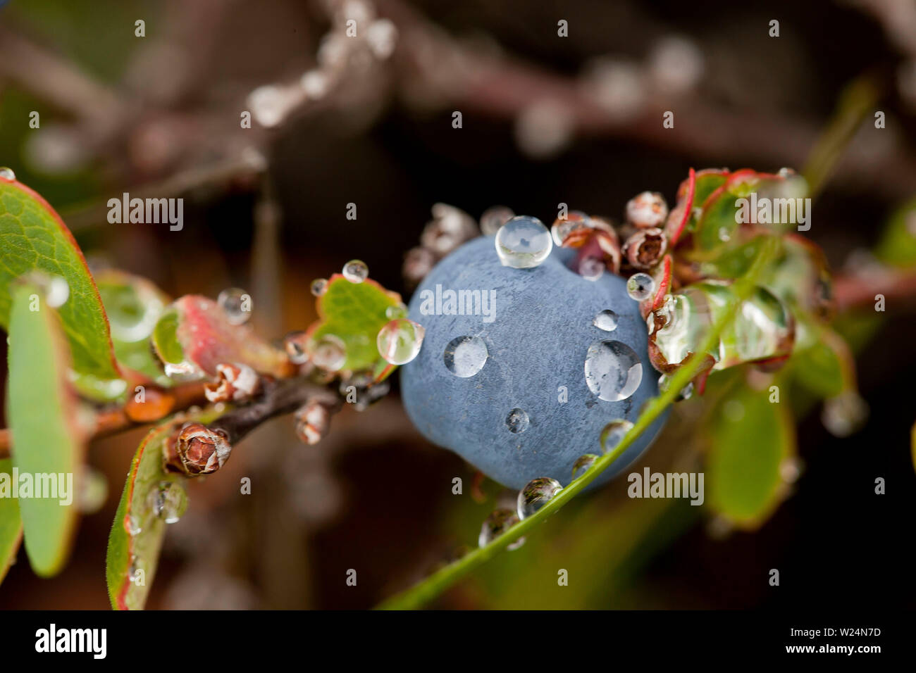 Bleuets sauvages fraîchement en Islande Banque D'Images
