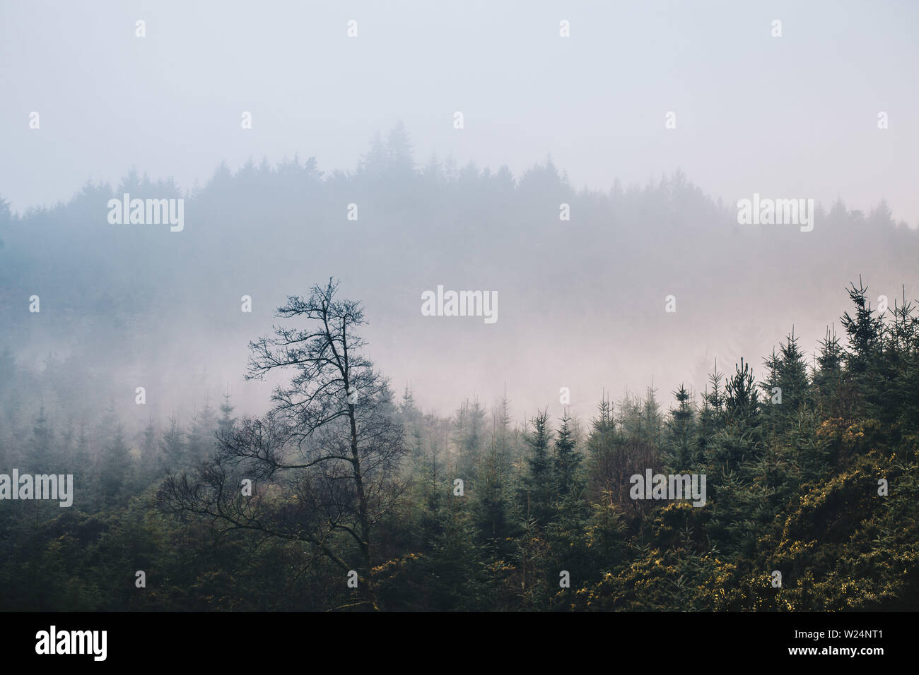 Matin brumeux dans la vallée de Glenmalure en montagnes de Wicklow, Irlande Banque D'Images