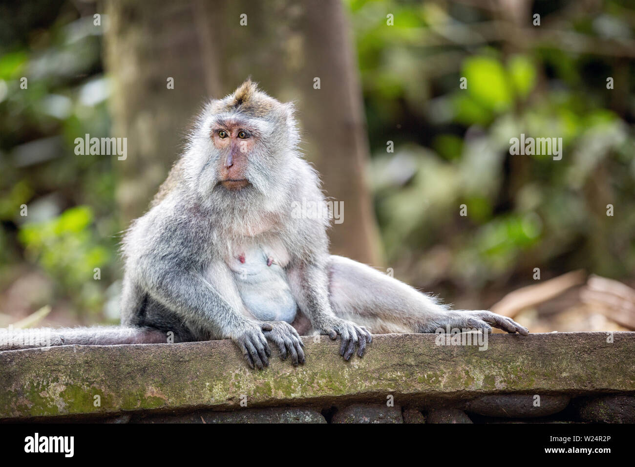 Singe à longue queue dans la forêt des singes sacrés, Ubud, Bali, Indonésie Banque D'Images