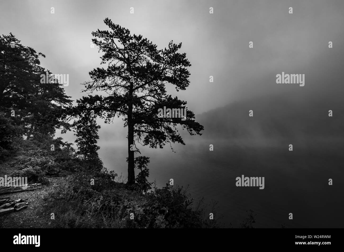 Tree withe brume matinale sur le lac de montagne Banque D'Images