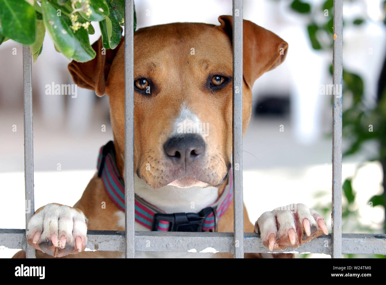 Un jeune chien bull-terrier américain de mine avec mélancolie regarde à travers les barreaux de la clôture de sa cour Banque D'Images