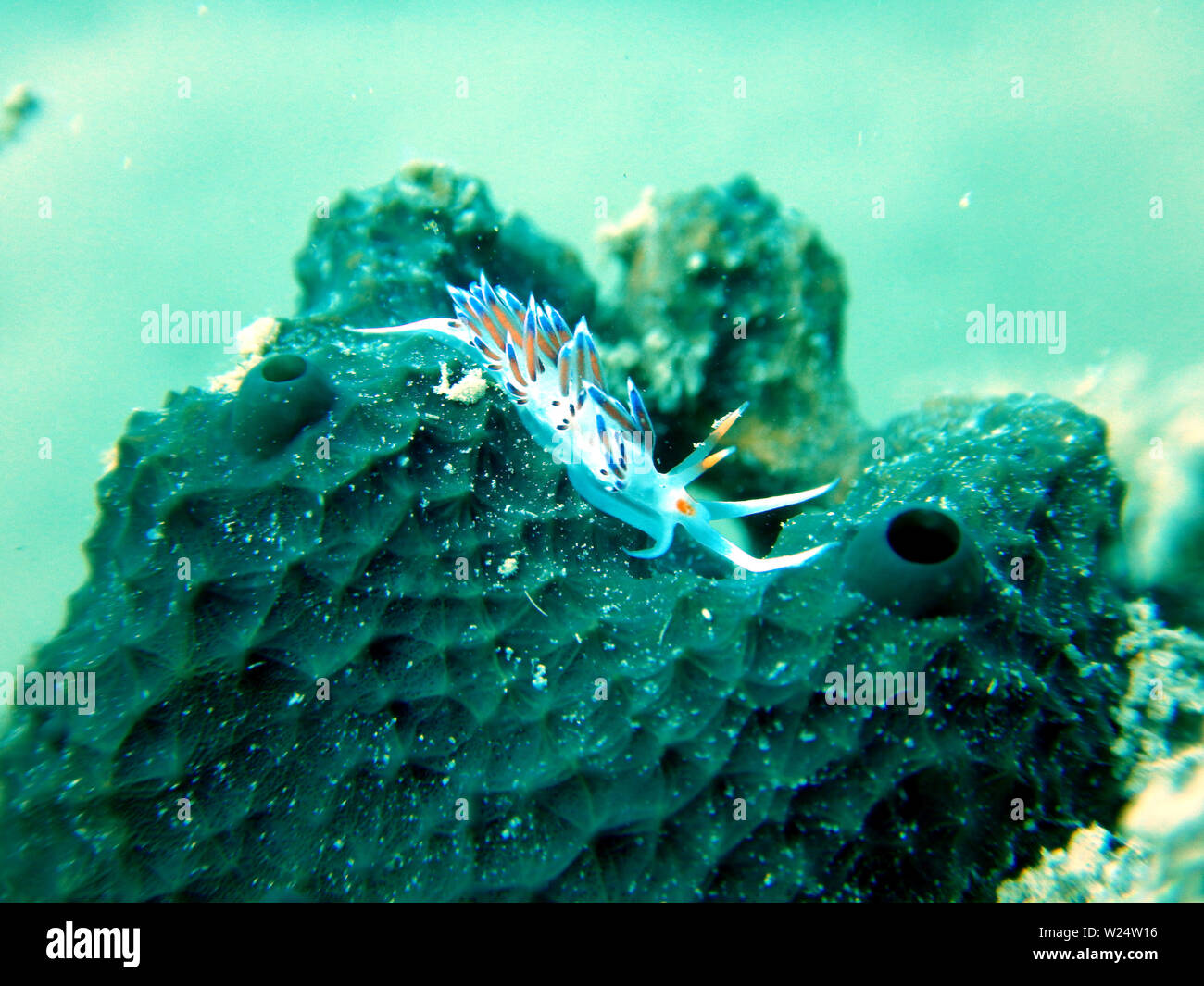 Un spécimen d'aeolid hervia cratena peregrina pèlerin nudibranche à pied sur une éponge ircinia noir foetida Banque D'Images