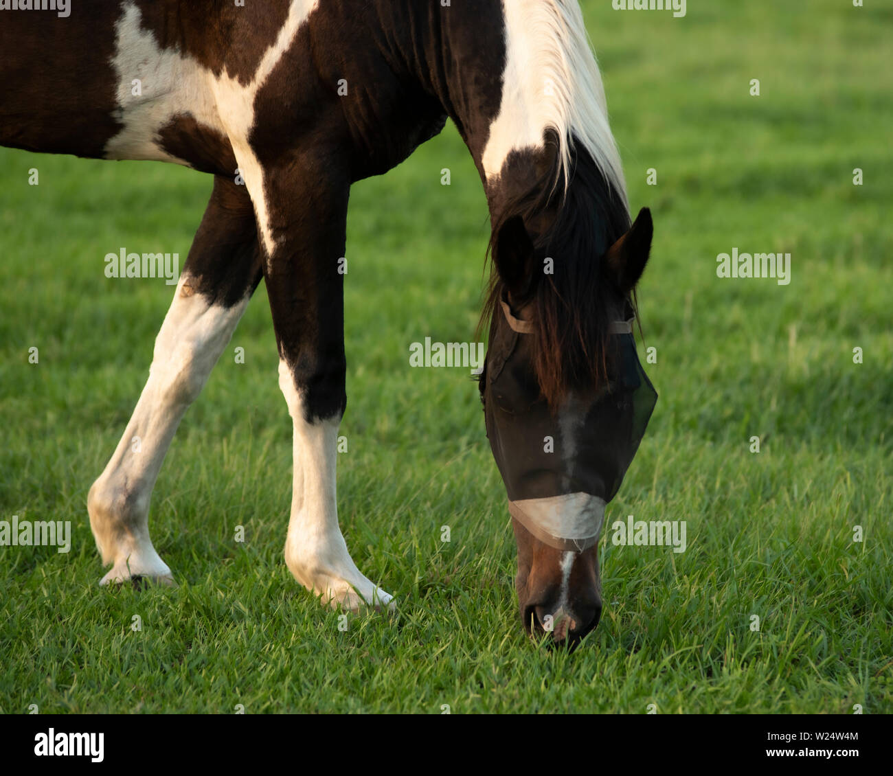 Peindre Pinto Horse mange de l'herbe. Il porte un masque noir. Il est brun et blanc. Banque D'Images