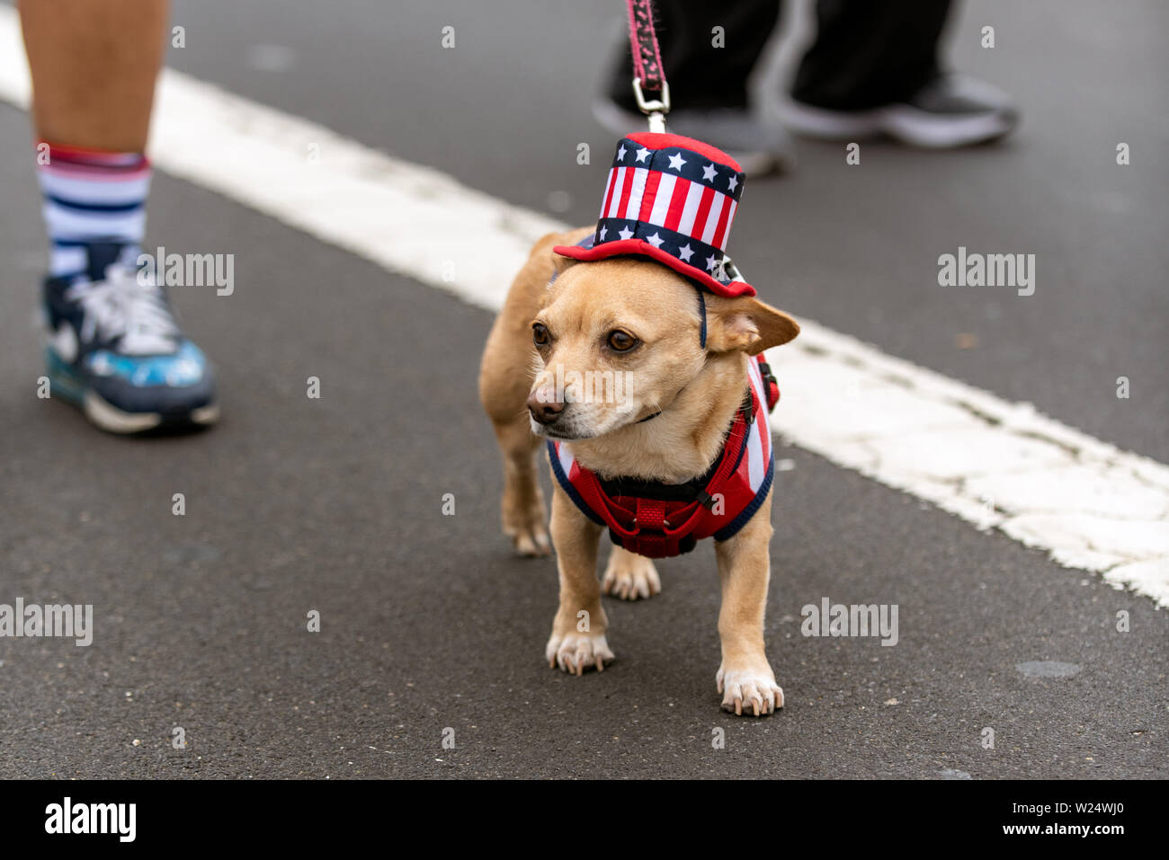 Chien Chihuahua patriotique vêtus de rouge blanc et bleu top hat tout en célébrant le 4 juillet Maison de ville sur rue. Banque D'Images