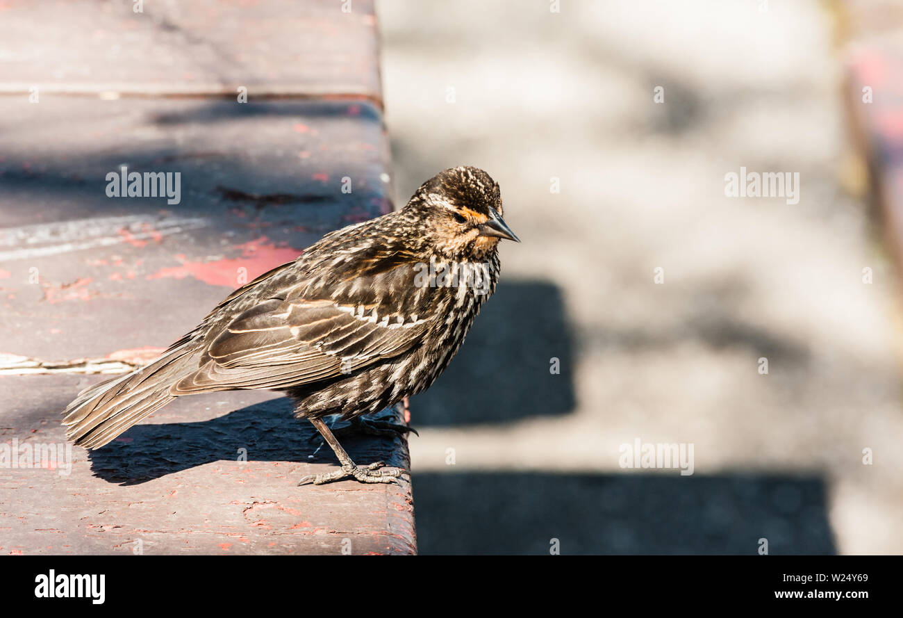 Petit oiseau brun tacheté debout sur corniche. Banque D'Images